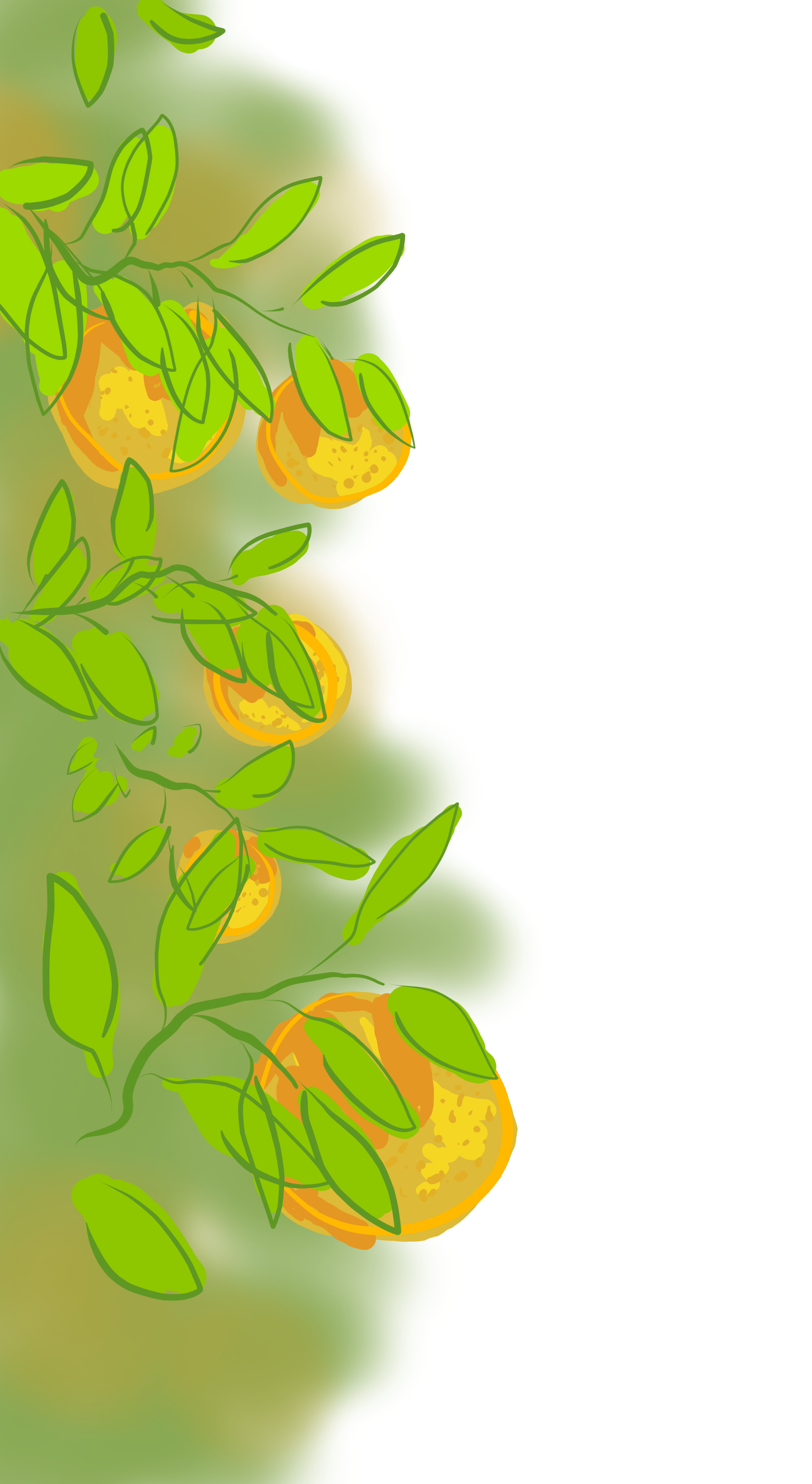 Jaffa Oranges